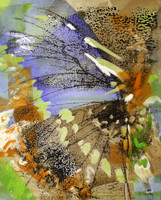 Butterfly Wings